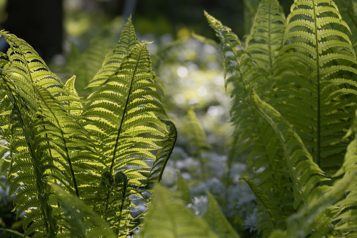 A Beginner's Checklist for Buying Healthy Ferns at a UK Garden Centre