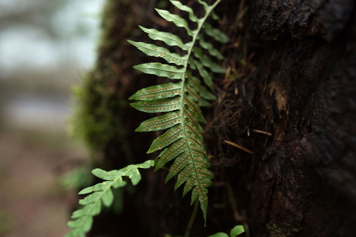 Dividing Overgrown Ferns in Early Spring: A Step-by-Step UK Guide