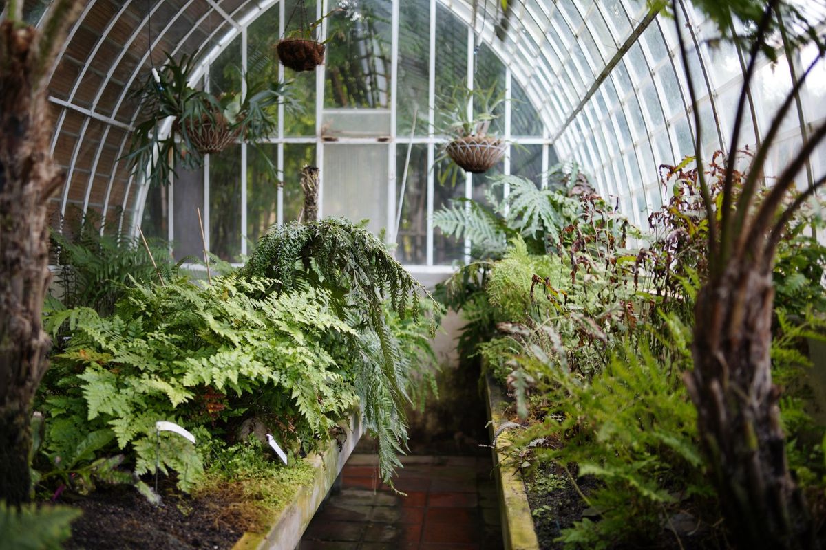 How to Grow Tree Ferns in the UK: Planting, Watering and Winter Protection